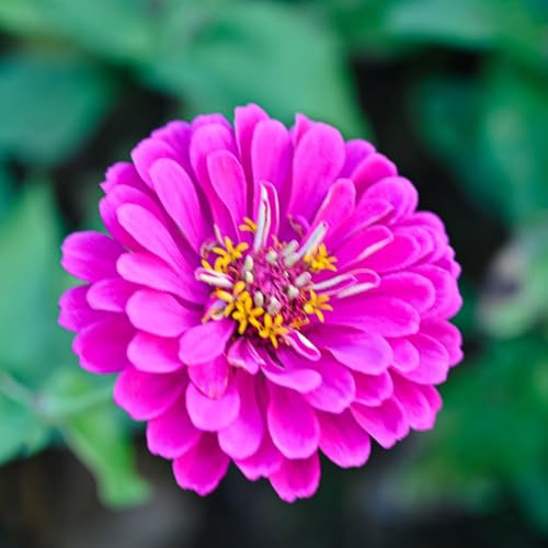semillas de zinnia tapizantes en, parterre elevado extraño orgánicas de exterior jardín rocas jardín invernaderos balcón decoración sala 225pcs