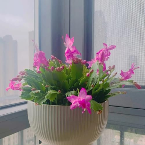 cactus di natale ornamentali per zone soleggiate balcone 180semi
