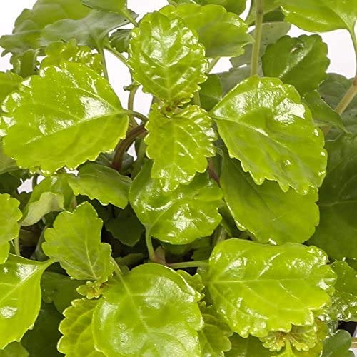 Planta del Dinero Maceta 15cm Planta de Interior y Exterior Plectranthus Verticillatus Planta del Dólar, de la Fortuna y de la Abundancia Natural