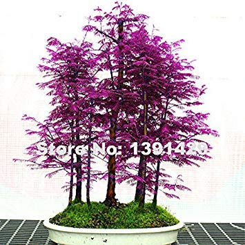 200pcs Rare Lila Chinesisches Rotholz -Baum - Metasequoia glyptostroboides, Fai da Te Hausgarten, sehr Einfach zu wachsen! Zierpflanze samen Nur