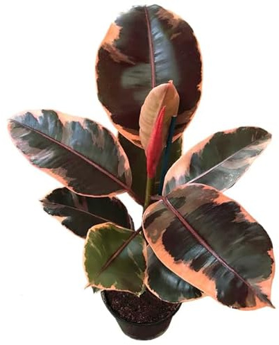 Ficus Pink Ruby una Planta Natural que ilumina tu Hogar en Rosa