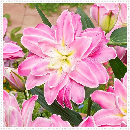 Lilienzwiebeln, Blumenzwiebeln,Temperament,Riesenlilien Baumlilien，Frische Luft,Winterhart MehrjäHrig,Gartenpflanzen-10zwiebeln-D