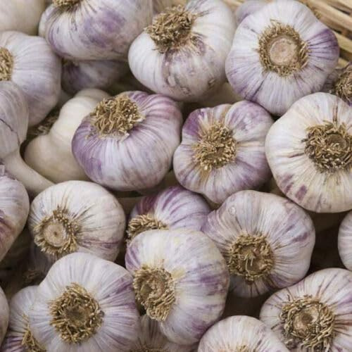 Buy4seeds Red Duke 50Pcs Seed Wight Garlic Strong Flavoured British Garlic Cloves Simple to Grow