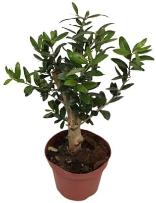 Olivo Miniatura DECOALIVE Árbol Natural para Decorar Todo Tipo de Espacios
