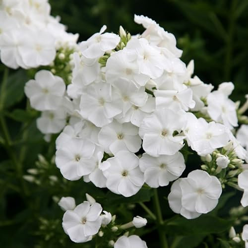 Plant Theory 9cm Pot Phlox Paniculata Rembrandt Border Phlox Perennial