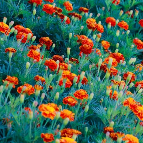 ringelblumensamen bio, balkon deko mehrjährig winterhart exotische hochbeet stauden 700pcs