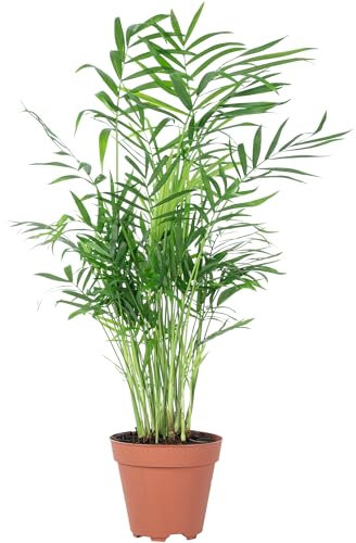 Bergpalme - pflegeleichte Zimmerpflanze, Chamaedorea elegans - Höhe ca. 35 cm, Topf-Ø 12 cm