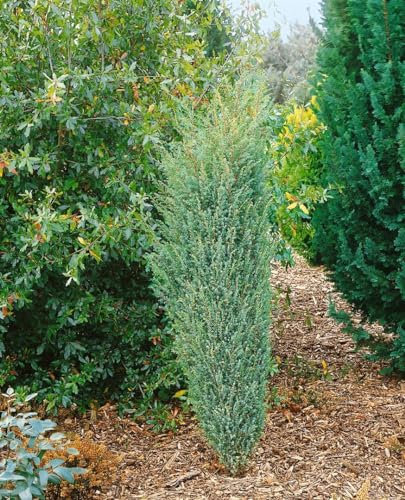 Juniperus communis 'Excelsa' 60–80 cm – Winterhart, Immergrün, Pflegeleicht – Gemeiner Wacholder – Heckenpflanze für Garten & Sichtschutz