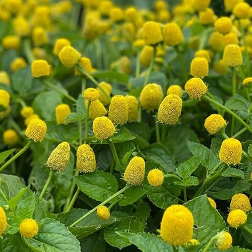 Tootache Plant 400 Seeds + Freebie + Plant tag - Perennial herb for tootache Spilanthes