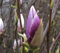 Magnolia soulangeana Lennei - Tulpenmagnolie - Heilpflanze - Parfümpflanze Größe 40-60 cm