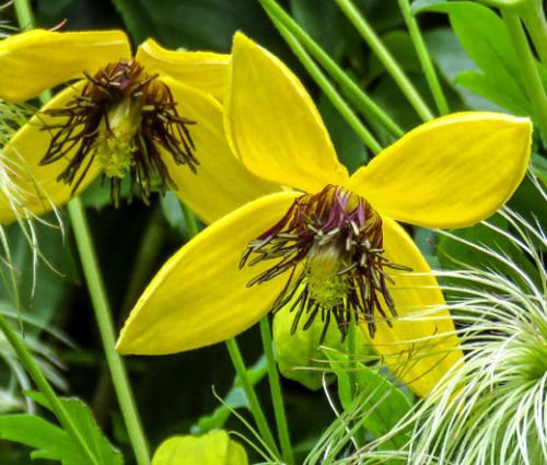 Clematis Golden Clematis Tangutica Aztek – 125 Semi Bulk