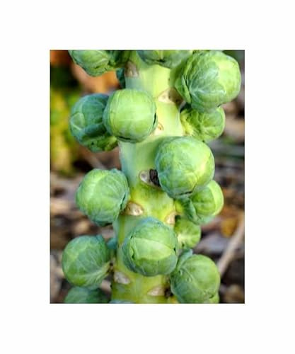 Stk - 250 Korn Rosenkohl Hilds Ideal Garten Pflanzen - Samen F-S164 - Seeds & Plants Shop by Ipsa