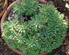 Seeds 50 Semi Saxifraga Hostii, Winter Succulent Hardy, USDA Zone 6 : Seeds Only