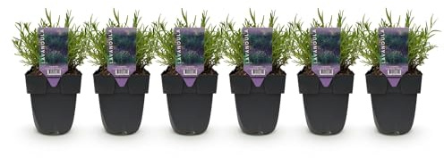 GreenboutiQ - Plantes de haie - Lavandula angustifolia Hidcote - feuillage gris - 6 plantes - 1 mètre linéaire - persistant - pot 17cm hauteur 30cm