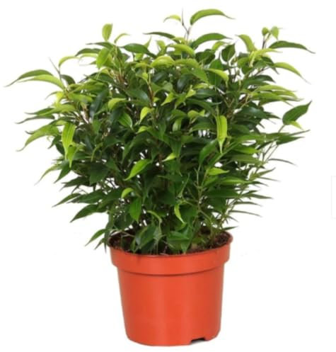 Planta natural de interior Ficus benjamina Natasja, 20-30 cm. Arbusto compacto de hojas verdes brillantes, ideal para interiores. Segura Garden.