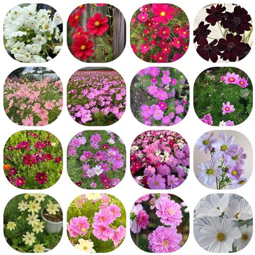 schmuckkörbchen winterhart, steingarten gartendeko für draußen stauden 1000samen