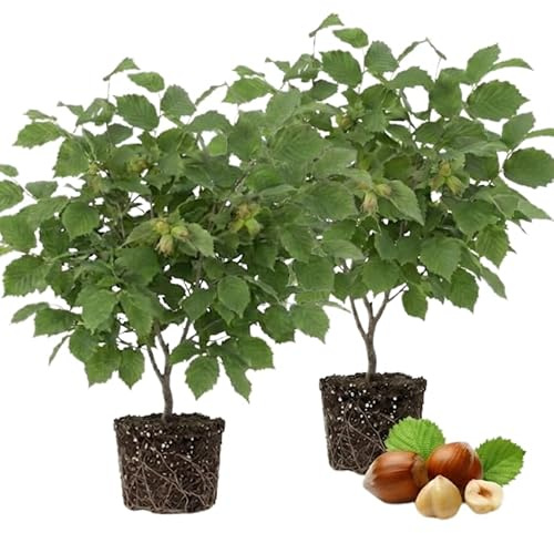 2 Hazelnut Tree Live Plant, 4-5 Inch Tall, Edible Nut Tree for Backyard Planting, Easy to Grow for Beginners