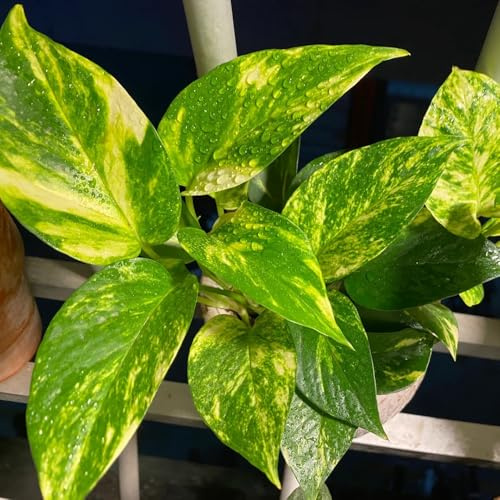 Semi di Pothos - rampicanti biologiche sempreverde, resistente al freddo esotico per giardinieri decorative per la decorazione pareti vecchie varietà 400pcs