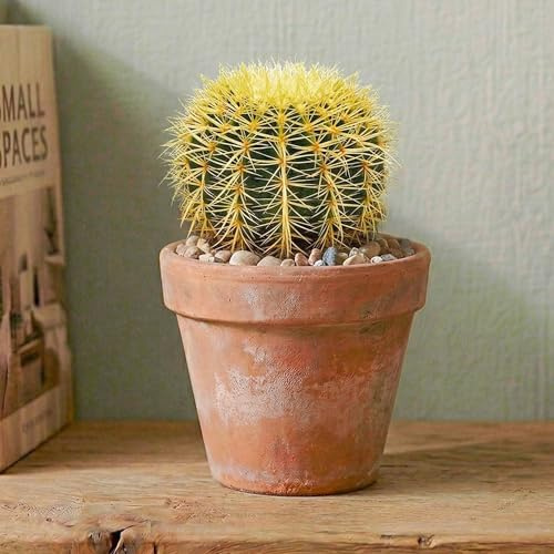 GardenersDream Echinocactus Grusonii Kaktus Pflanze im Topf – Faszinierende gelbbedornte Zimmerpflanze – Luftreinigende Pflanze für Fensterbänke, Schreibtische & Regale