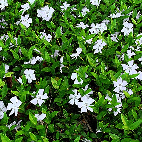 GardenersDream Vinca Minor Alba – Immergrüne Winterharte Mehrjährige Bodendeckerpflanze – Blühender Strauch – Schöne Pflanze für Gärten, Beete & Kübel