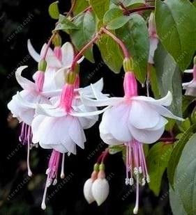 RIC 100 pcs/semi -Fuchsia Bag, Fuchsia Flower, Bonsai Hanging Flowers Seeds, Plant in pots Lantern Begonia Seeds for Home Garden 11: Only Seeds