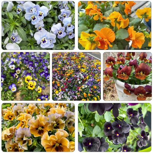 semillas pensamientos de oficina reales de primavera perennes resistente decoraciones jardín para exteriores jardín interior prado 800pcs