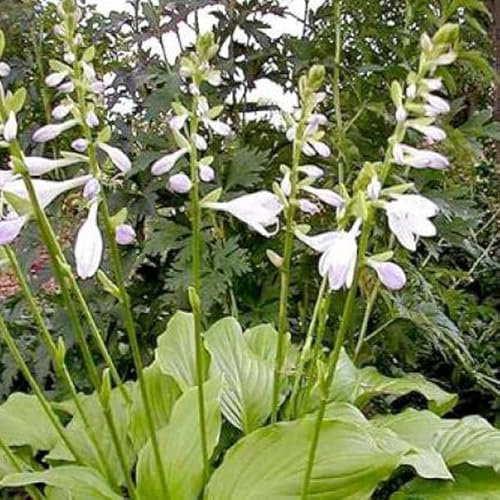 12 unidades o 1 m² Hosta 'Honeybells' Maceta 9x9 cm