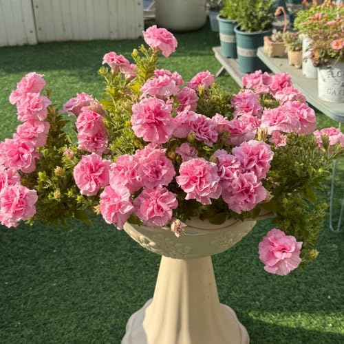 semi di petunia - giardino pascolo perenni resistenti inverno 200pcs