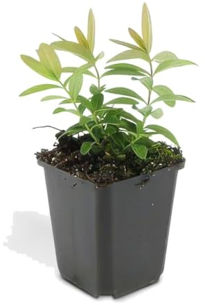 Plantas Tapizantes Hypericum Calycinum, Jardín, Amarillo, Pack de 60