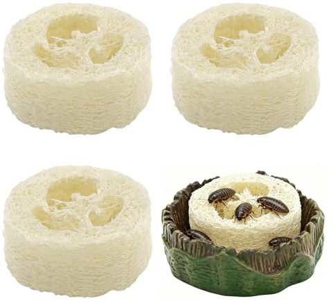 Kakerlaken-Wasserbecken & Luffa-Set, Kakerlaken-Habitat, Reptilienzubehör für Terrarien & Gehege, Komfortabler Lebensraum für lebende Kakerlaken, Asseln, Springschwänze, Wasser Geschirr