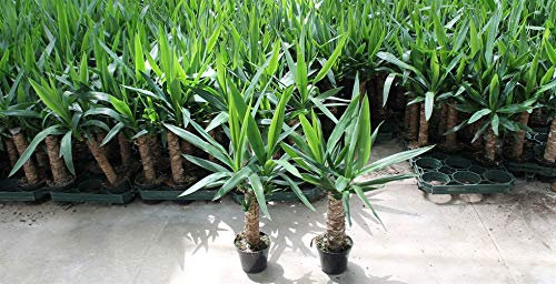 Irritec PIANTA Yucca Piante YUKKA H 60/80 CM