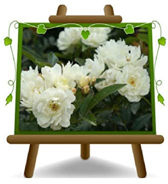 EURO PLANTS VIVAI Rosa Rampicante Banksiae Bianca Altezza 140 cm su Vaso da 18 cm