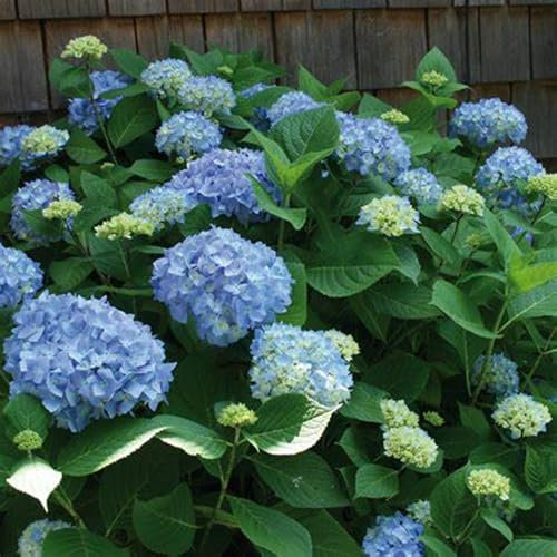 Greening Flower,Double Hydrangea Roots,Excellent Display,Easy to Plant,Natural Organic,Flowering Rhizome,Suitable-3 Bulbs-B