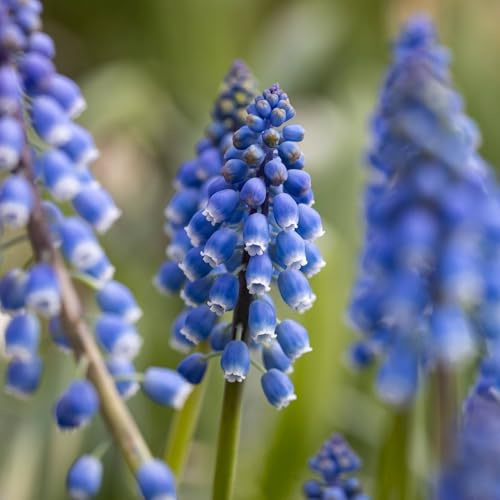 Pianta vera di Muscari Armeniacum - Bulbi