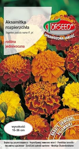 Verdica Mix giornaliero nano Tagetes Patula Semi – Fiori annuali, perfetti per aiuole e balconi, altezza 15-35 cm, colori vivaci, tutti i tipi di terreno, facile da coltivare (1 grammo)