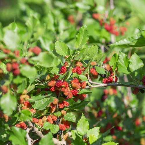 Semi di gelso - da esterno resistenti Semi di gelso - fresca da colonnari resistenti frutteto da vecchie varietà colonnare 650pcs