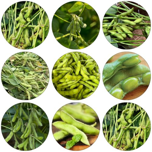 Edamame Bohnen - gartenpflanzen pflanzensamen gemüsesamen alte sorten kräutersamen stauden winterhart mehrjährig balkon garten deko büro wildkräuter garten hochbeet kräutergarten 60samen