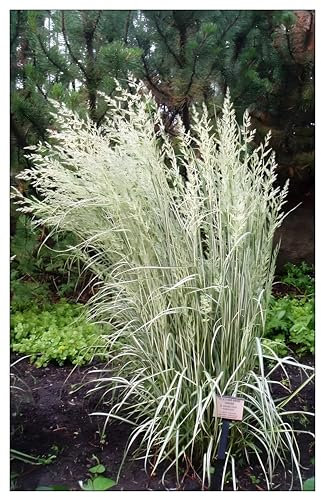 3 x Calamagrostis x acutiflora 'Avalanche' im 1 Liter Topf (Ziergras/Gräser/Winterhart/Mehrjährig) Buntes Reitgras - Schneeweiße Akzente für stilvolle Gärten - Top Sichtschutz - von Stauden Gänge