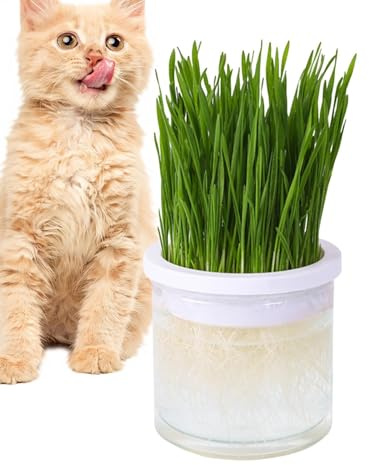 Vase für den Anbau von Katzengras - Transparenter Hydroponic -Pflanzer für Katzen, Behälter für das Wachstum des Katzengrass | Keimungsschale aus Katzengras, Pflanzer für Innenkatzen und