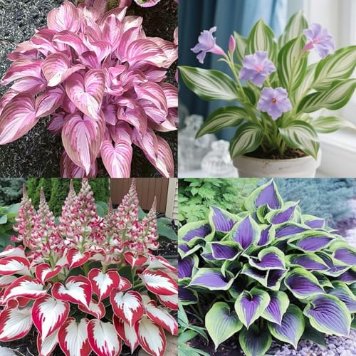 HGJKYTFCDG - Hosta résistant à l'hiver - Véritables dahlias à rhizome, idéales à acheter pour votre jardin - 15 pièces - X