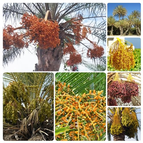 semi di palma da dattero - ornamentali resistenti biologici vecchie varietà tappezzante 30pcs