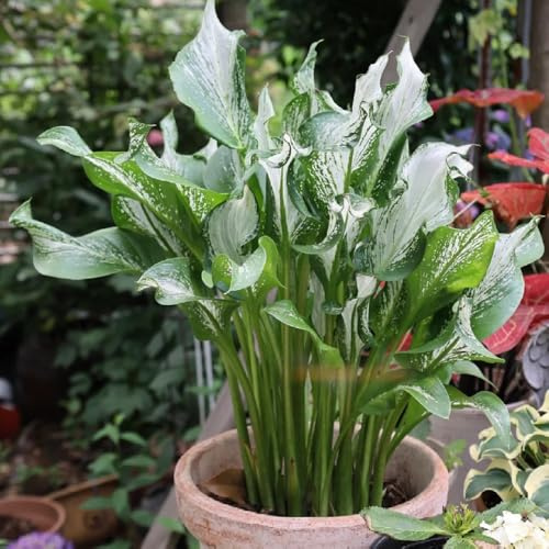 4bulbi di calla perenni resistenti - primaverile, rara di calle, decorazione, appartamento decorativi, vere