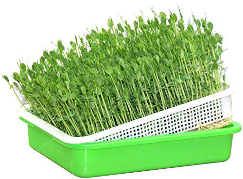 LTLWSH Seme Germogliatore Vassoio, Wheatgrass Germogli Vassoio con Coperchio Fagiolo Germogliatore Vassoio Casa Semina Suolo Piccolo Fori Grande capacità