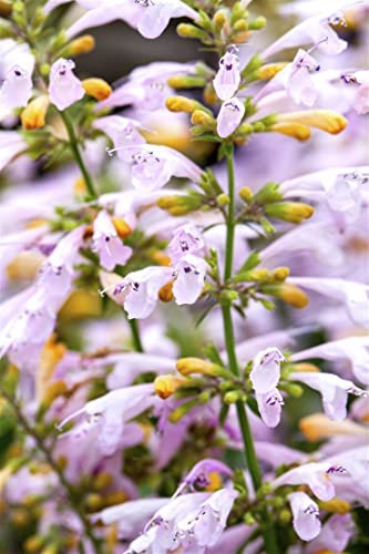 Agastache aurantiaca ca. 11x11 cm Topf - Duftnessel, orange Blüten, Blütezeit Juli-September, ideal für Rabatten, bienenfreundlich, pflegeleicht