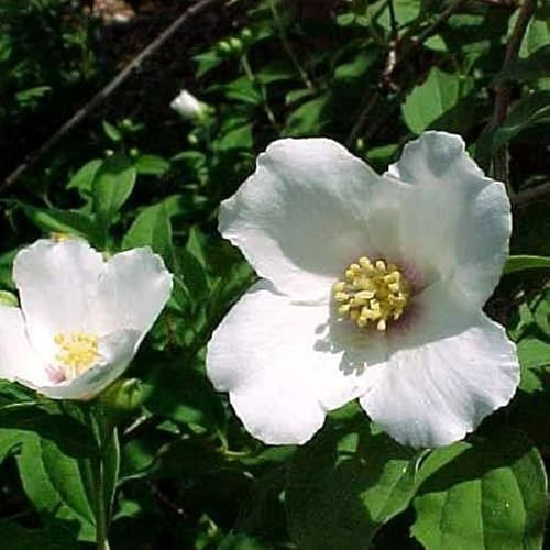 Seringat 'Belle Etoile' – Philadelphus 'Belle Etoile' 50-60 cm pot | Arbuste parfumé, fleurs blanches cœur pourpre, parfait massif & haie