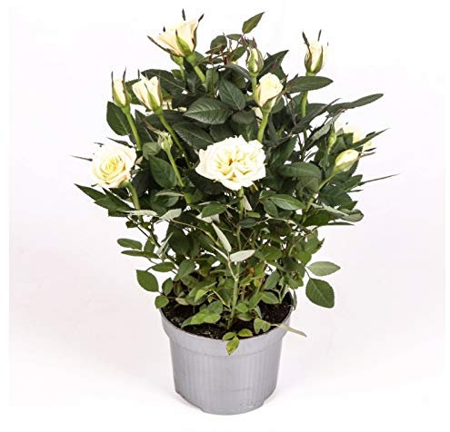 Rosal mini - PACK 2 unidades - maceta 10,5cm. - altura total aprox. 25cm. - planta viva - (envíos sólo a península)