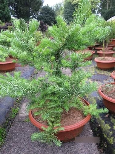 Larix kaempferi Diana - Japanische Korkenzieher Lärche - 60-80cm
