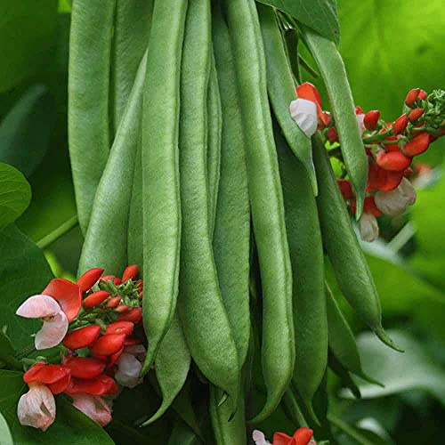 Runner Bean Seeds - 100 Count Seed Pack -Edible Beans with Colorful Blooms - Country Creek LLC