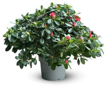 Attitude Jardin - Azalea indica - pianta d'appartamento - 40-50 cm - ⌀ 18 cm - fiore rosso