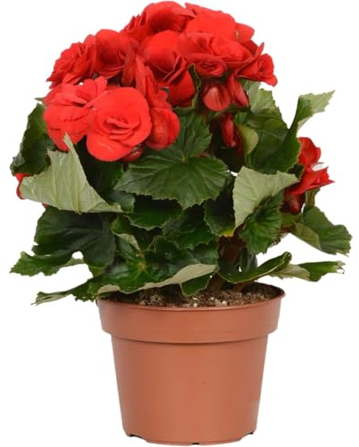 Planta Viva de Begonia Elatior Hoja Verde Brillante y Flor Colorida | Ideal para Decoración Floral